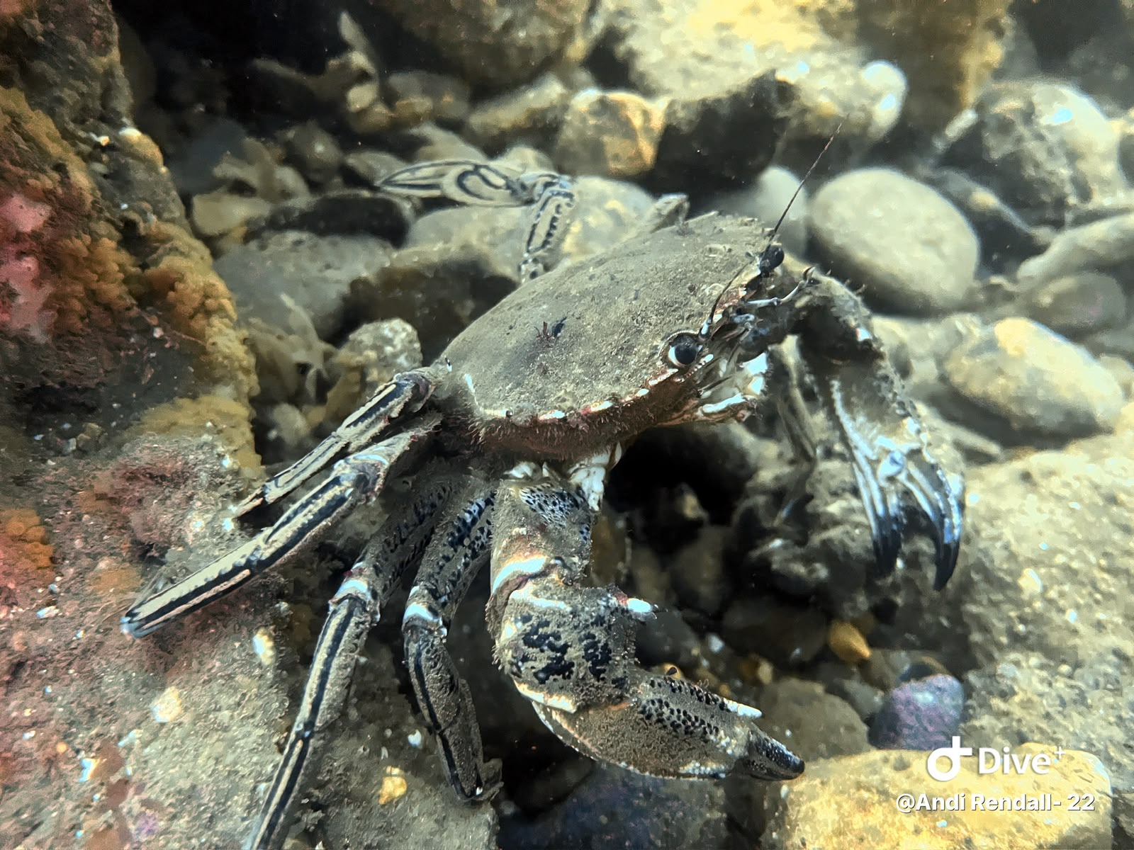 Crab resting among stones and wreckage underwater