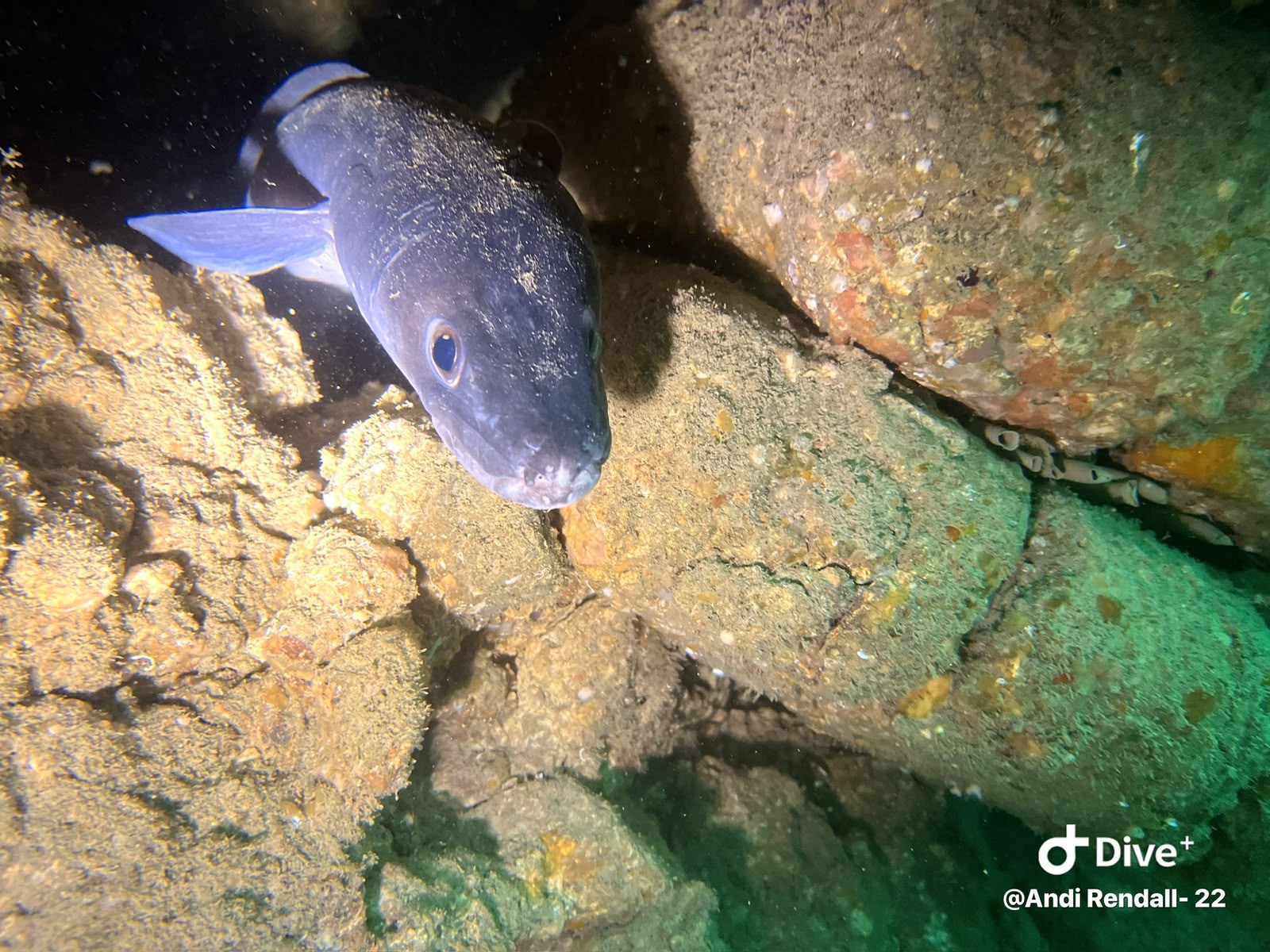 Eel emerging from a sheltered gap in underwater wreckage