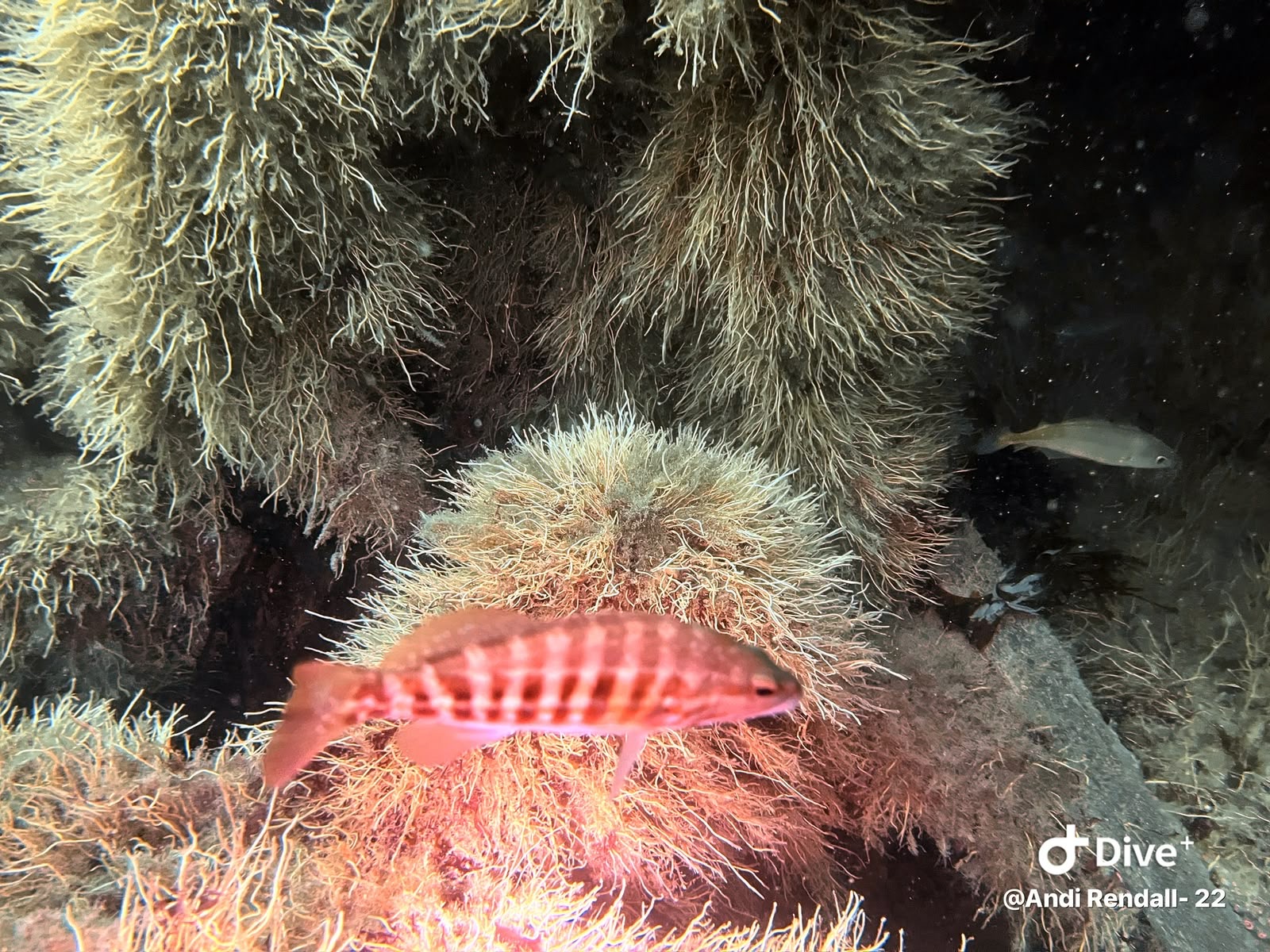 Red patterned fish among underwater marine growth