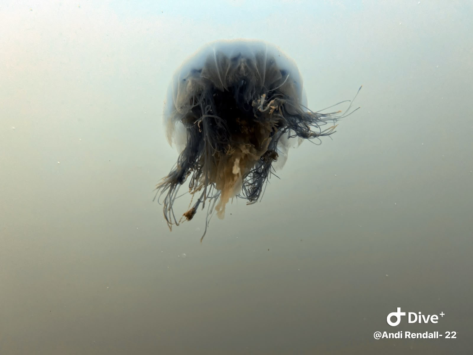 Jellyfish suspended in open water