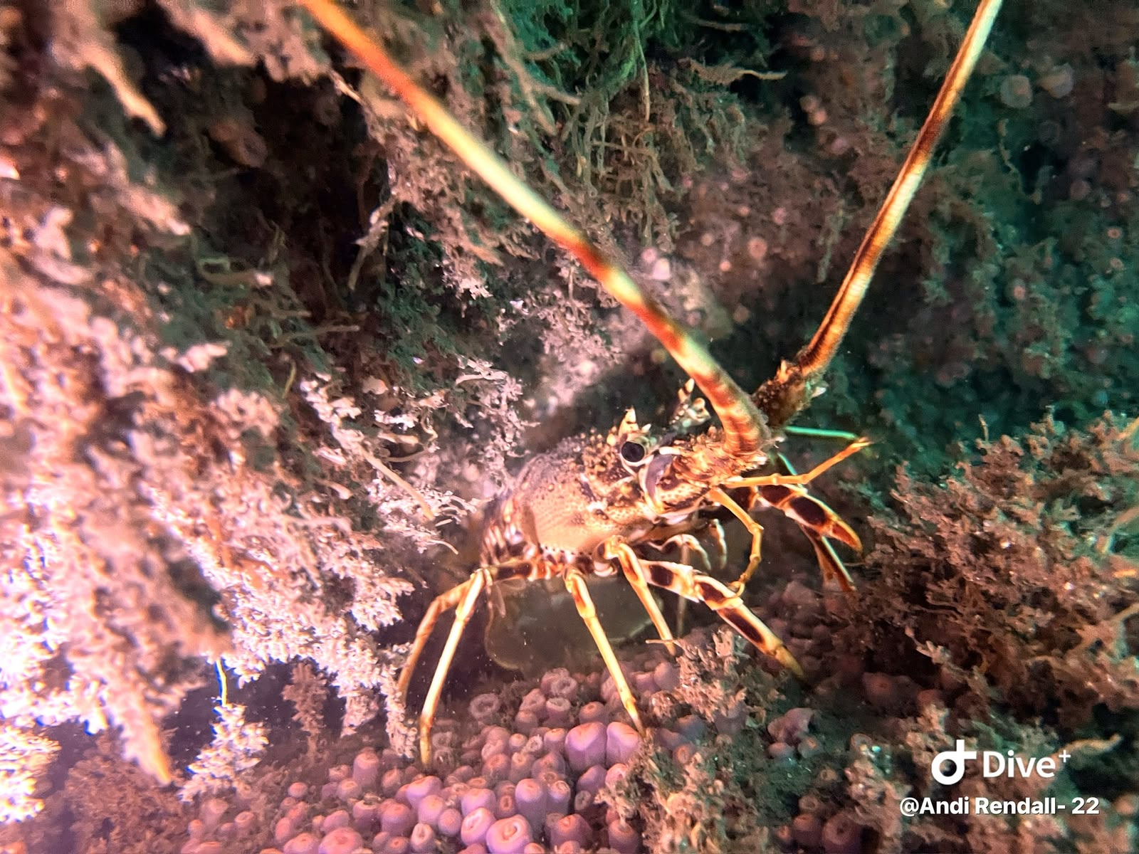 Long-antennaed crustacean sheltering among marine growth