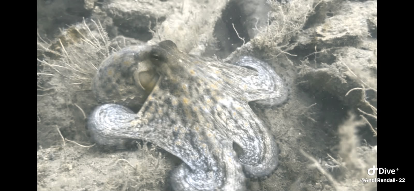 Octopus resting on a marine-covered surface