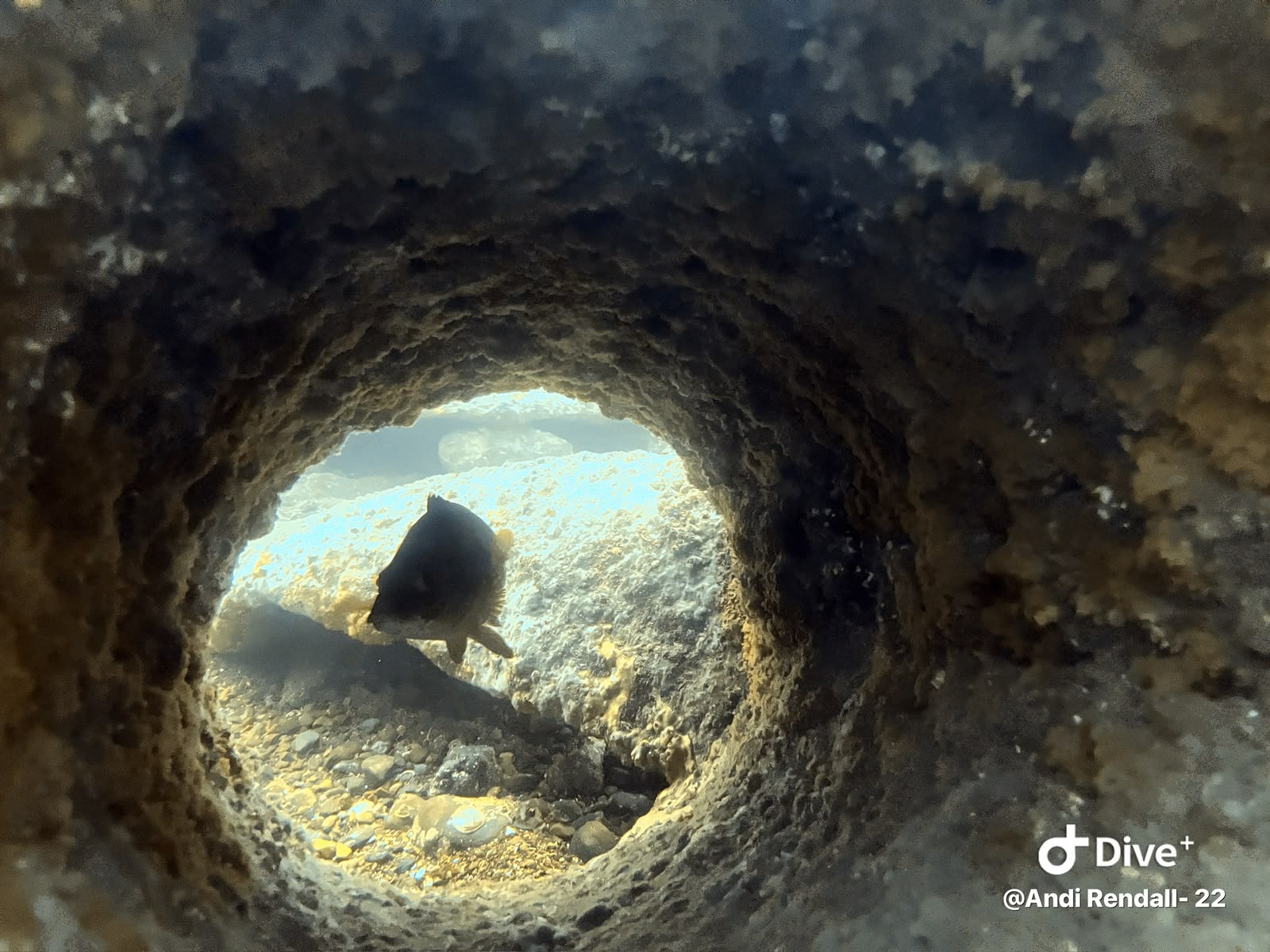 Fish silhouetted in a round opening in wreckage