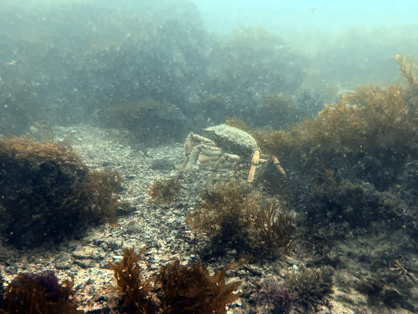 Crab walking over a seabed of shells and seaweed